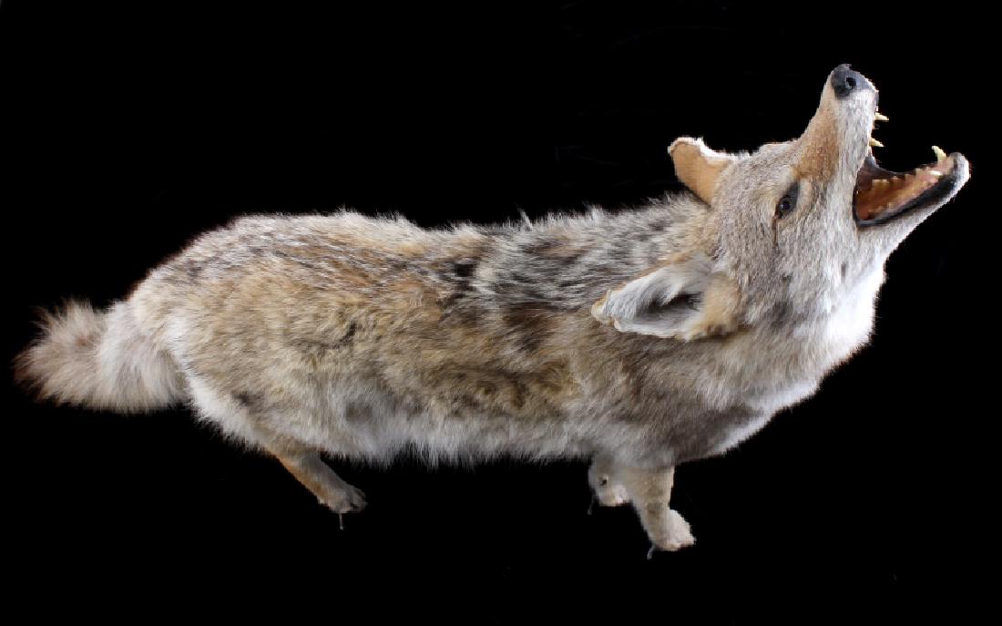 Howling Montana Coyote Full Mount: This lot provides you the opportunity to bid on this full, professional taxidermy, mount of a howling Montana Coyote. The mount is in very good condition and has beautiful color, but is in want of a b