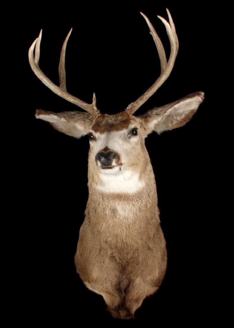 Montana Trophy 8-Point Buck Shoulder Mount: Offered for bidding in this lot is a Montana taken, trophy mule deer shoulder mount. The buck shows 8-point, 4x4 antlers, and quality preparation, prepared by a professional taxidermist. The impressiv
