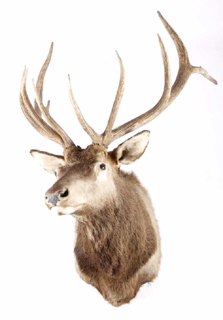 Montana Rocky Mountain Trophy Elk Shoulder Mount: This lot includes a 6x6 "Royal" Montana taken trophy bull elk. The elk shows an impressive set of 6x6 antlers, with girthy 9 1/2" burls. The animal was taken in the heart of elk country - Montana, and