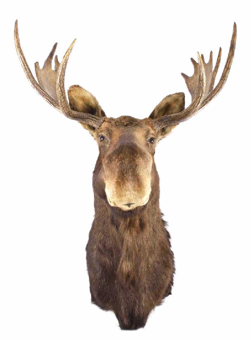 Montana Trophy Moose Taxidermy Shoulder Mount: This item is a Montana taken, trophy moose taxidermy shoulder mount. The mount has been professionally prepared by a taxidermist. The mount shows twelve points between both pals, and additionally disp