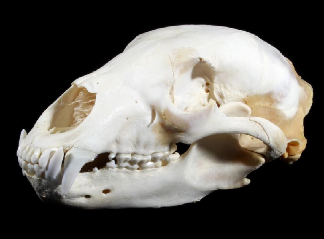Professionally Prepared Montana Trophy Bear Skull: For bidding in this lot is a professionally prepared Montana black bear skull. The skull has been cleaned and bleached by a professional taxidermist, and shows bright white color. The trophy skull sho