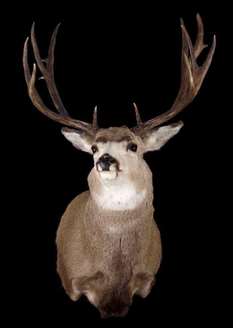 Montana Mule Deer Taxidermy Shoulder Mount: For your consideration in this lot is a Montana taken mule deer, taxidermy shoulder mount. The deer shows a 4x5 rack with excellent deep brown color. The deer itself shows a thick neck, and large size