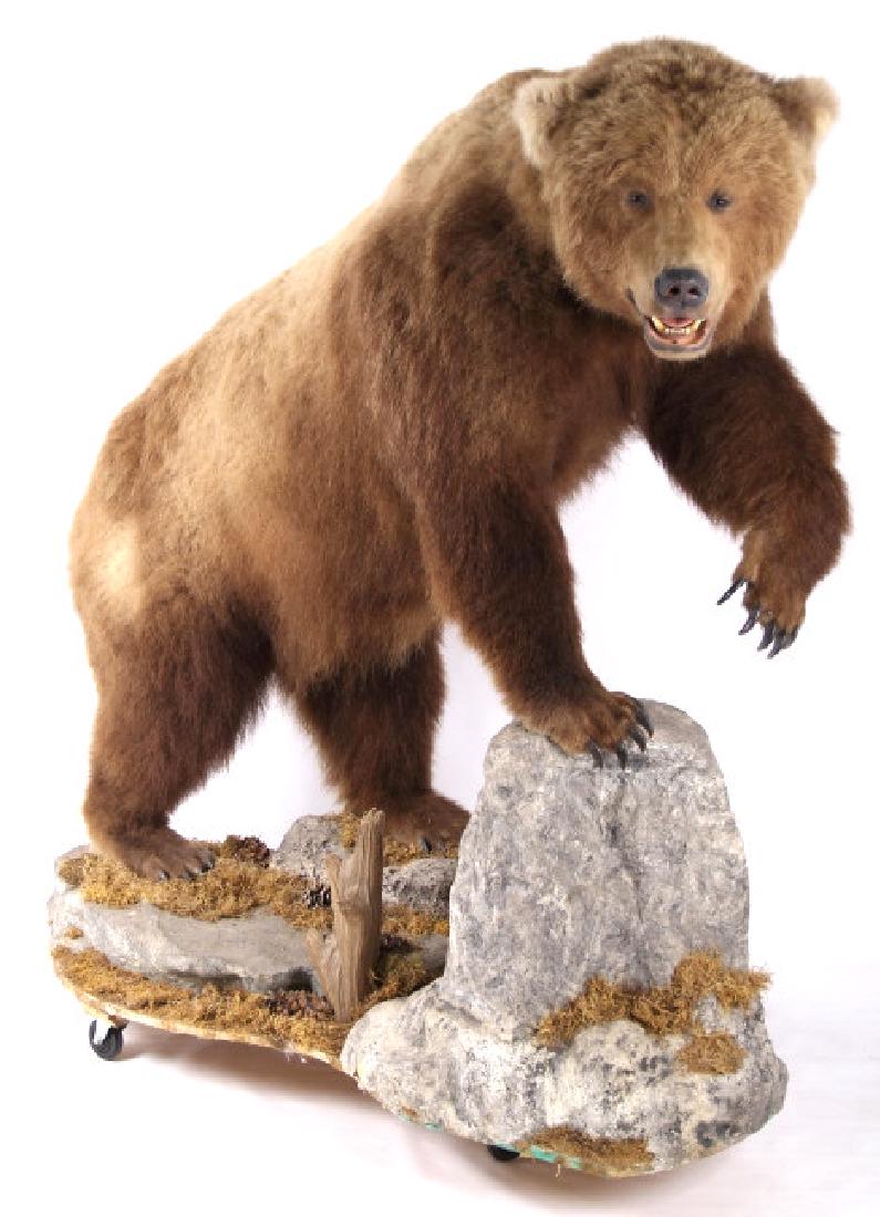Alaskan Grizzly Bear Full Mount - Aleutian Islands: For bidding in this lot is a large trophy Alaskan grizzly bear mount. The bear was taken in the Aleutian Islands, and was prepared by a professional taxidermist. The bear shows a gorgeous color gradie