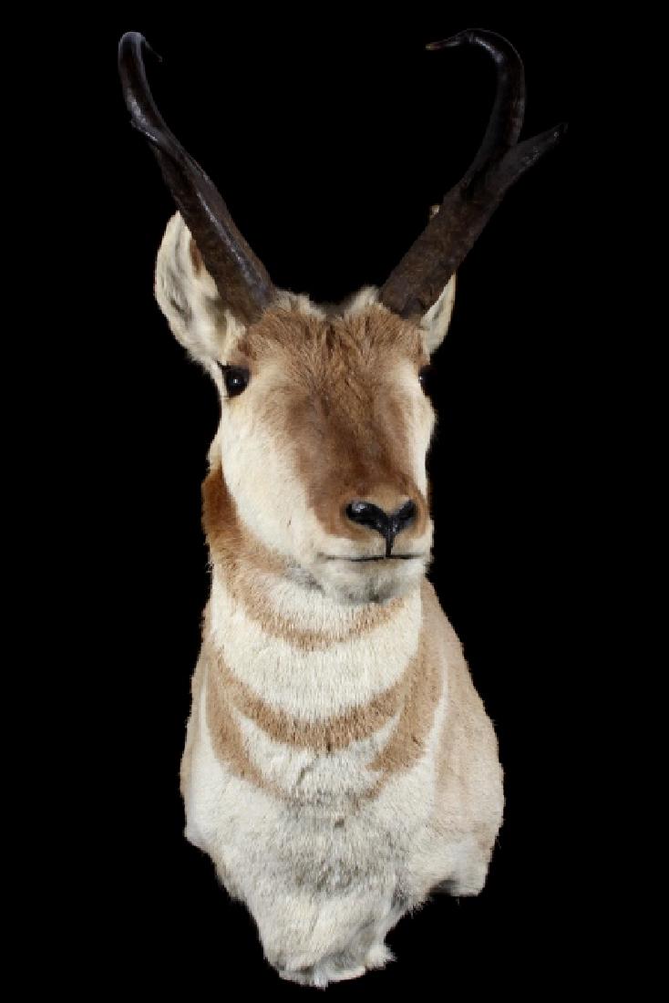 Montana Pronghorn Taxidermy Trophy Shoulder Mount: Provided for your consideration in this lot is a fine Montana Pronghorn trophy shoulder mount. The pronghorn is a uniquely American game, existing as far East as Western Minnesota, and reaching to Eas