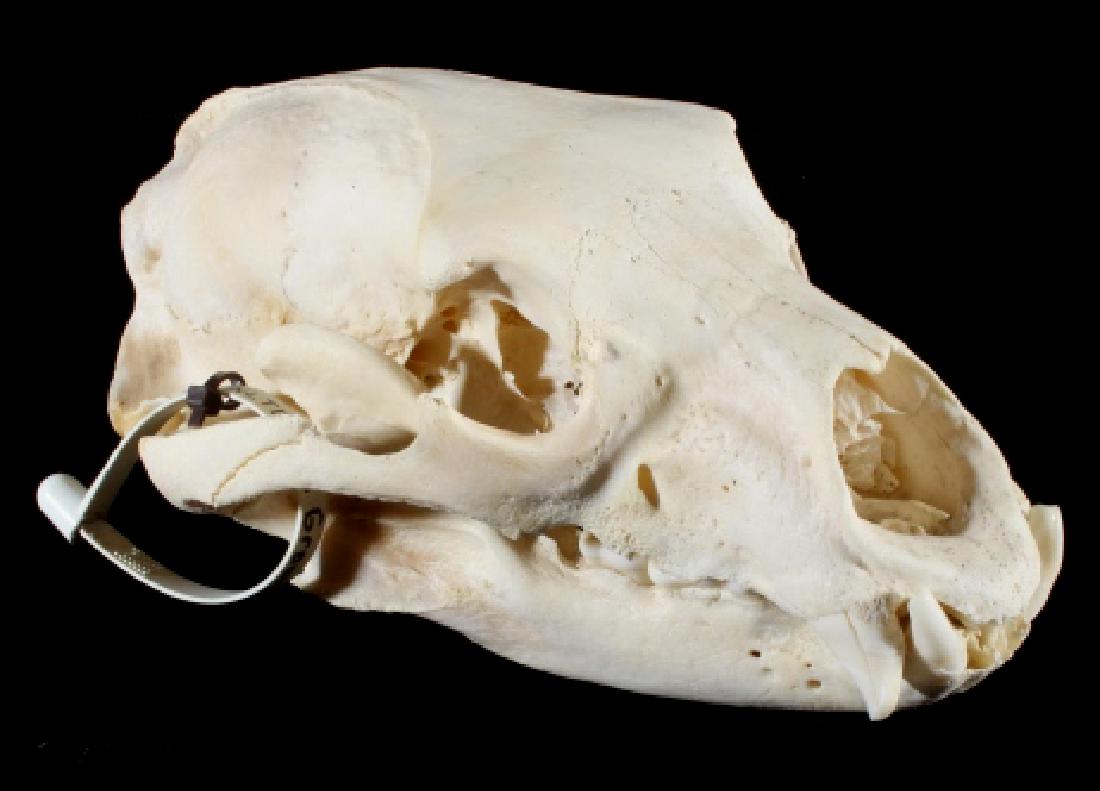 Montana Black Bear Taxidermy Skull: For bidding in this lot is a Montana Black bear, taxidermy skull. The skull shows off-white coloring, and good size. The skull was prepared by a professional taxidermist. The skull shows fair conditio