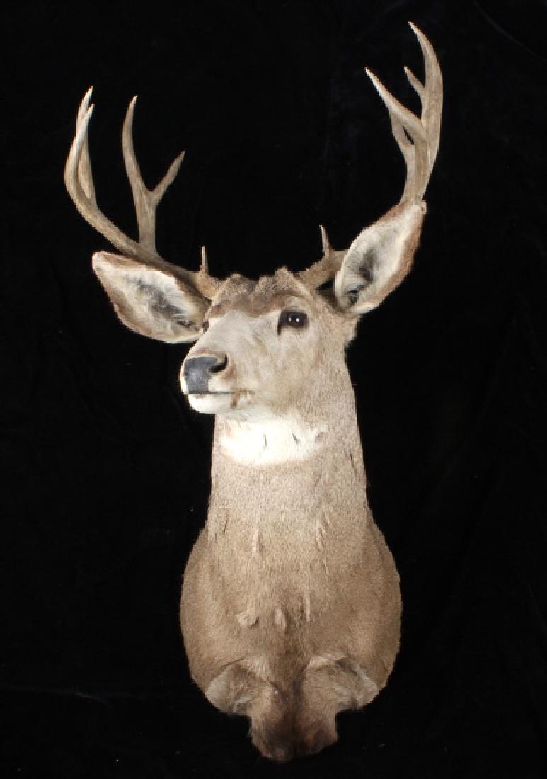 Montana Mule Deer Taxidermy Shoulder Mount: Included in this lot we have a Montana taken mule deer shoulder mount. The deer shows a 5x6 rack, it also features professional taxidermist preparation and mounting. The buck shows good coloration, wi