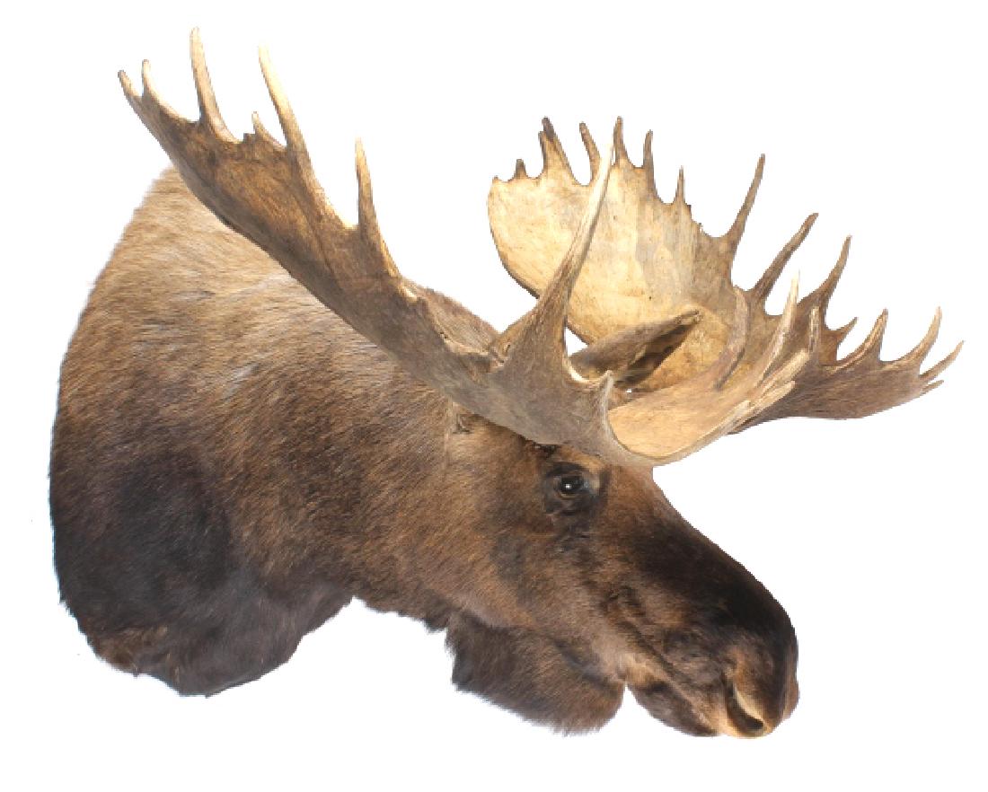 HUGE Trophy Yukon Bull Moose Shoulder Mount: For bidding in this lot is a HUGE trophy taxidermy Full Moose shoulder mount. The moose was taken in Canadian Yukon, and shows excellent craftsmanship in taxidermy. The moose boasts massive paddles, a