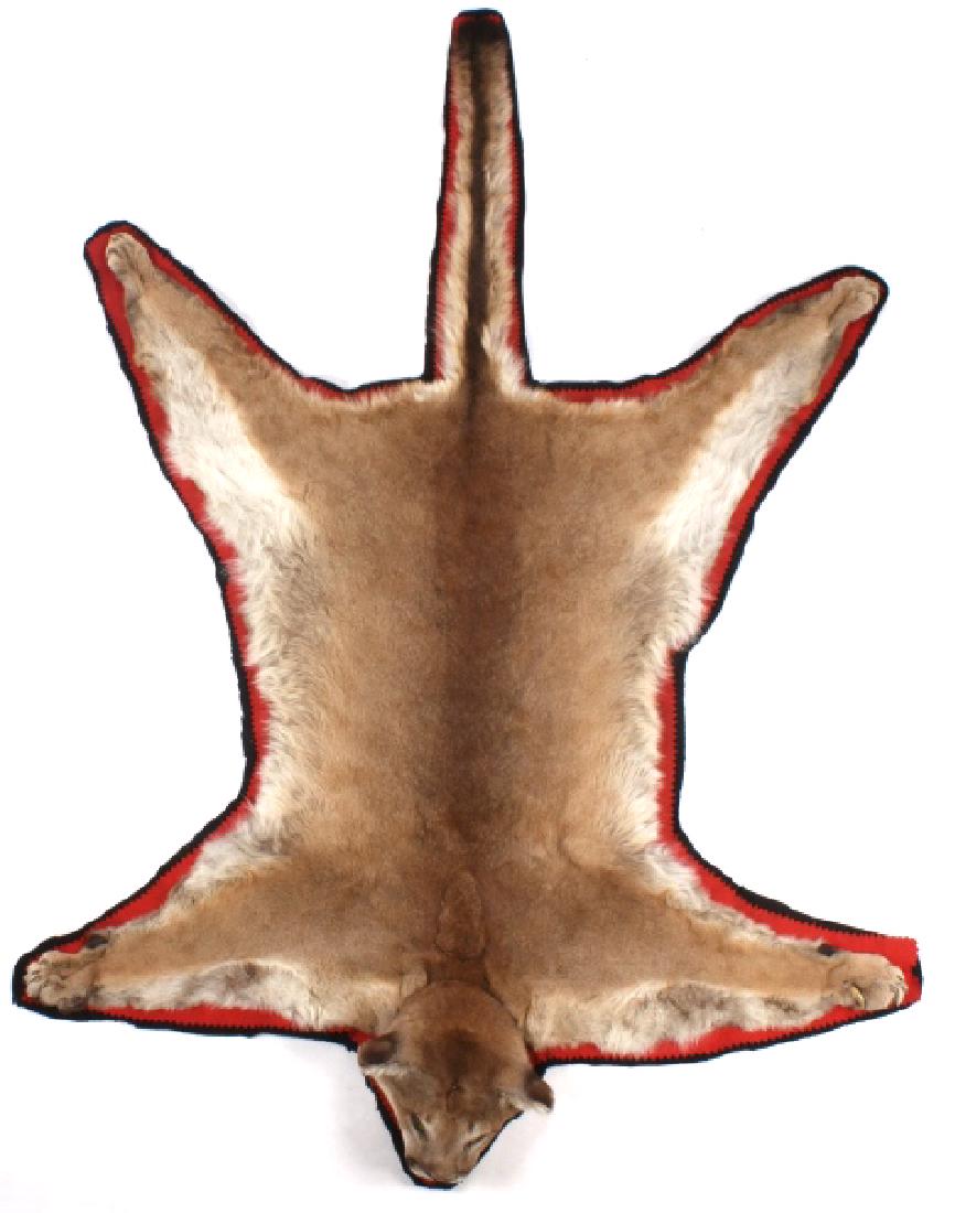 Montana Trophy Mountain Lion Rug Mount: Offered in this lot we have a Montana mountain lion rug mount. The lion is double mounted on contrasting red and black felt. The lion was taken in Montana, and show a full set of claws and teeth. It s
