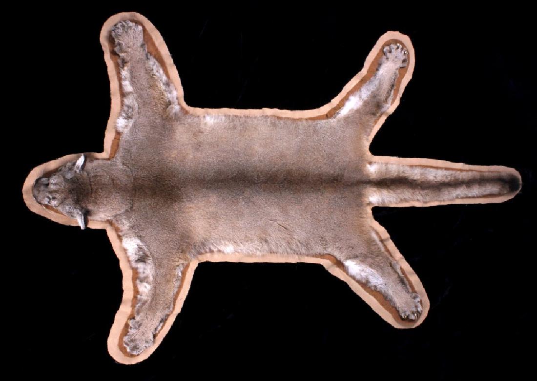 Trophy Montana Mountain Lion Taxidermy Rug Mount: Included in this lot we have a Montana trophy mountain lion rug mount. The mountain lion is double matted on contrasting brown/khaki felt. The cat has all of his impressive claws, and shows good condi