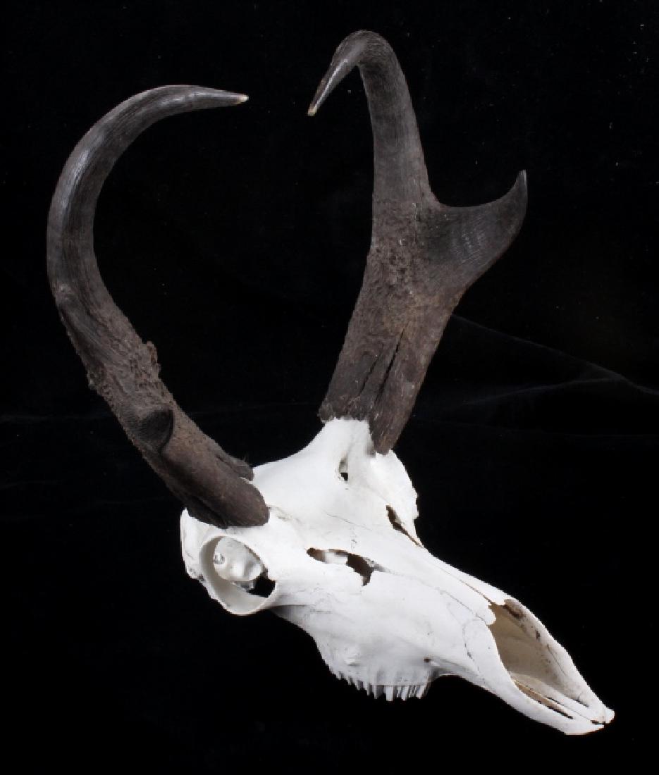 Montana Pronghorn Antelope Euro-Mount: Included in this lot we have a Montana pronghorn antelope European mount. The mount shows only the top of the skull, with no lower jaw. The mount shows a bright white color, and was prepared by a prof