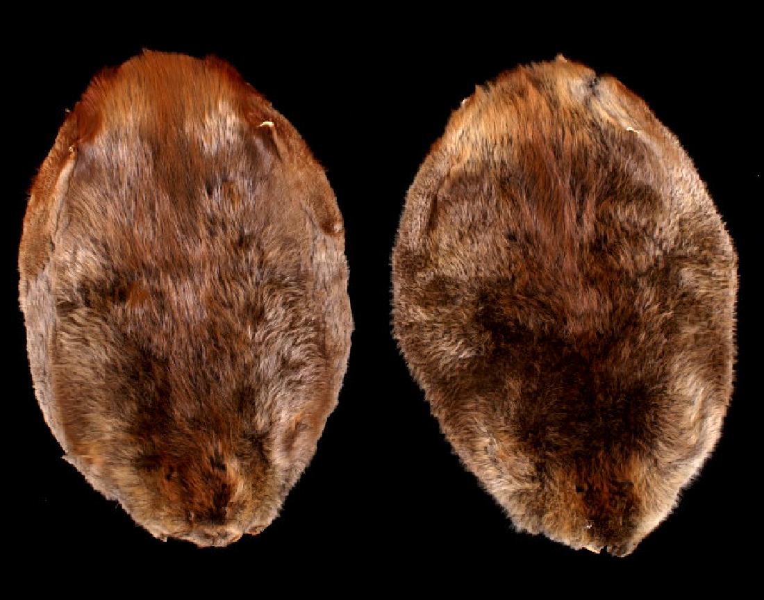 Two Tanned Montana Beaver Pelts: Up for auction is this pair of Montana trapped and tanned beaver pelts. Both pelts show wonderful varied coloring, thick and soft fur, and nice size. Showing little or no fur loss, they are in excelle