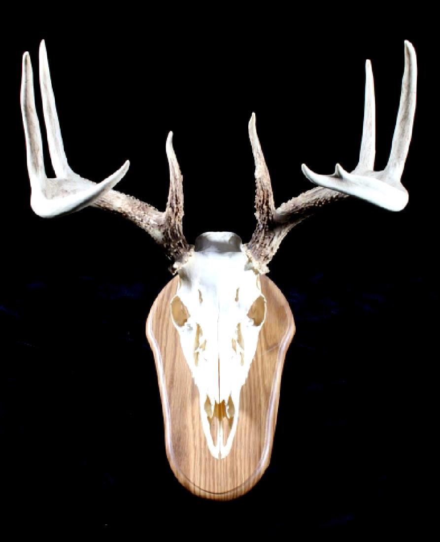 6x4 European Montana Mule Deer Mount on Plaque: Up for bidding is a 6x4 European Montana Mule deer mount on an oak veneer plaque. Mount is in excellent condition. Measures 19" x 16".
