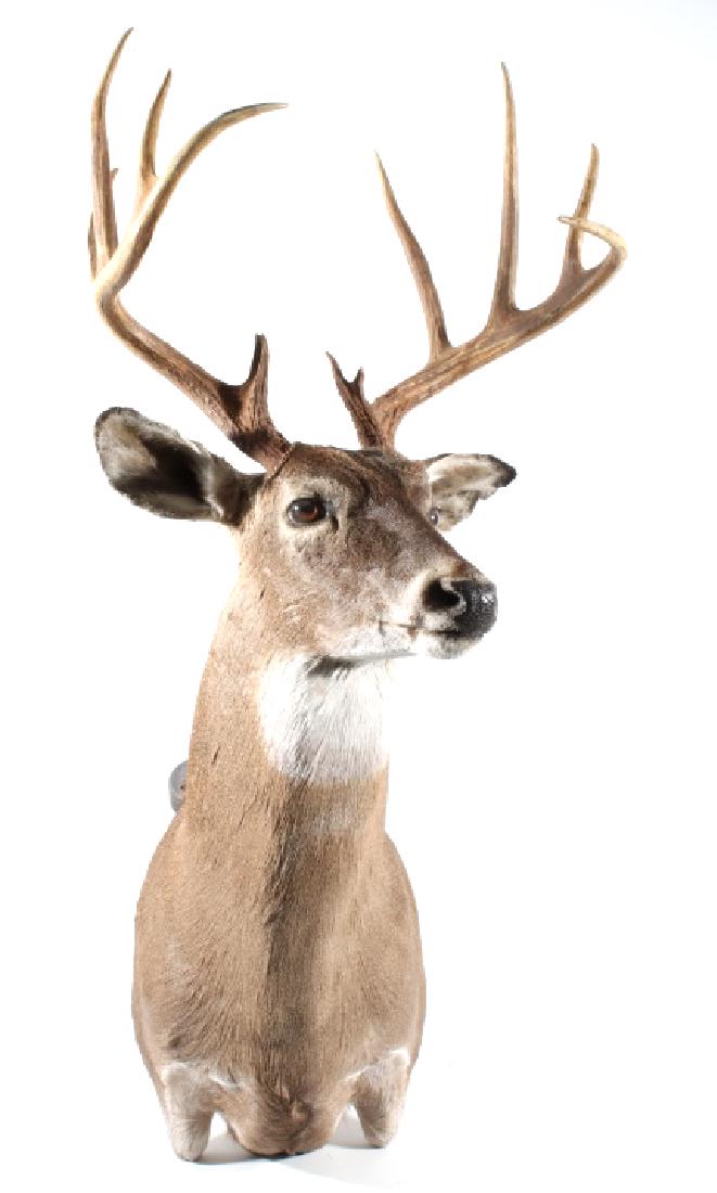 Montana Trophy White Tail Shoulder Mount: Featured in this lot we have a Professionally taxidermied Montana trophy white tail deer shoulder mount. The mount shows a wonderful 5x5 rack with excellent fur. The mount is in good condition with no