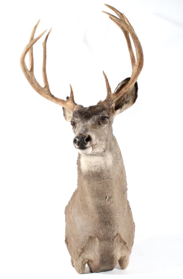 Montana Taxidermy White Tail Deer Shoulder Mount: Included in this lot we have a Montana white tail deer shoulder mount that has been professionally taxidermied. The mount shows a wonderful and tall 5x4 antler rack with a unusually dark face for a wh