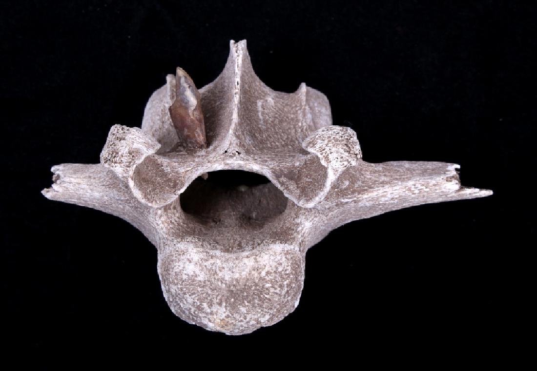 Deer Lodge Recovered Vertebra & Indian Arrow Head: For your bidding pleasure is this Deer Lodge Recovered Vertebra & Indian Arrow Head. The vertebra is nearly petrified with age showing the puncture of the arrowhead clearly. This artifact is in good q
