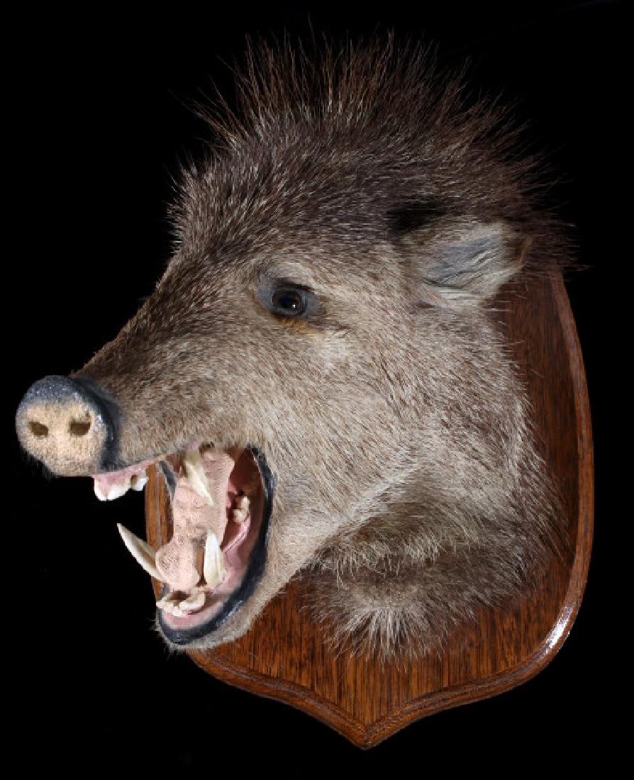 California Wild Hog Taxidermy Wall Mount: For your consideration in this lot we have a California taken wild hog taxidermy wall mount. The piece shows a professionally prepared California pig shoulder mount displaying its long tusks. The moun