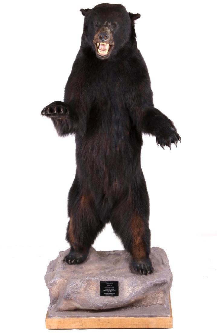 Canadian Full Body Trophy Black Bear Mount: For your consideration is a Canadian full body Black Bear mount. This monstrous Black Bear full body mount measures a stunning 8 feet tall and weighed 500 pounds when it was taken. The bear was taken