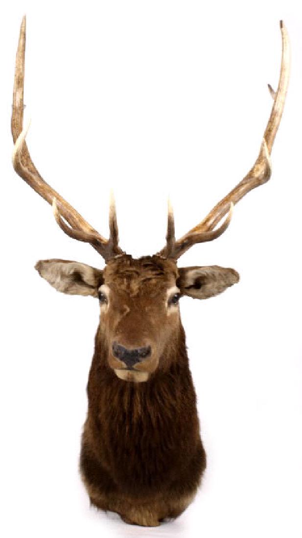 Montana Rocky Mountain 5x5 Elk Shoulder Mount: For your bidding pleasure is this Montana Rocky Mountain 5x5 Elk Shoulder Mount. The elk was prepared by a professional taxidermist. The elk displays a 5x5 rack, and is in good condition showing good 