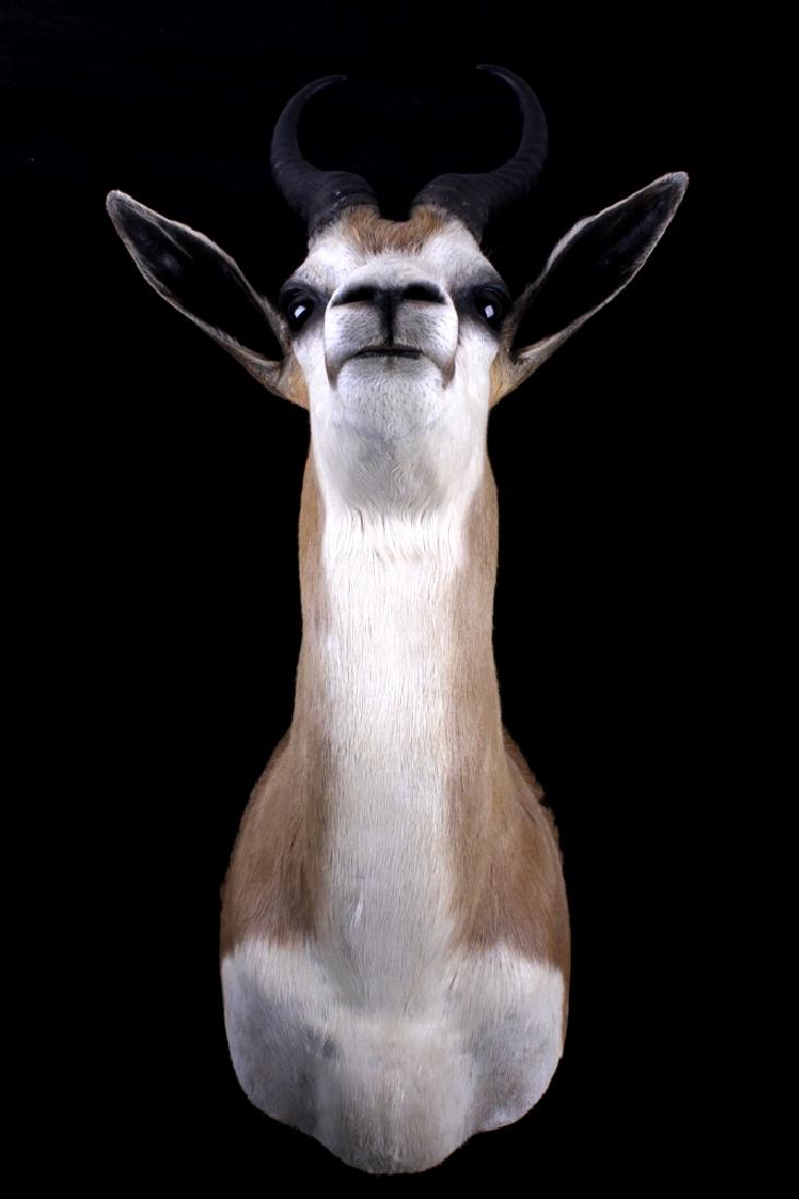Springbok Antelope Shoulder Taxidermy Mount: Provided for your consideration in this lot we have a professional Springbok Antelope shoulder taxidermy mount. The Springbok Antelope is a medium sized antelope found primarily in southern and southw
