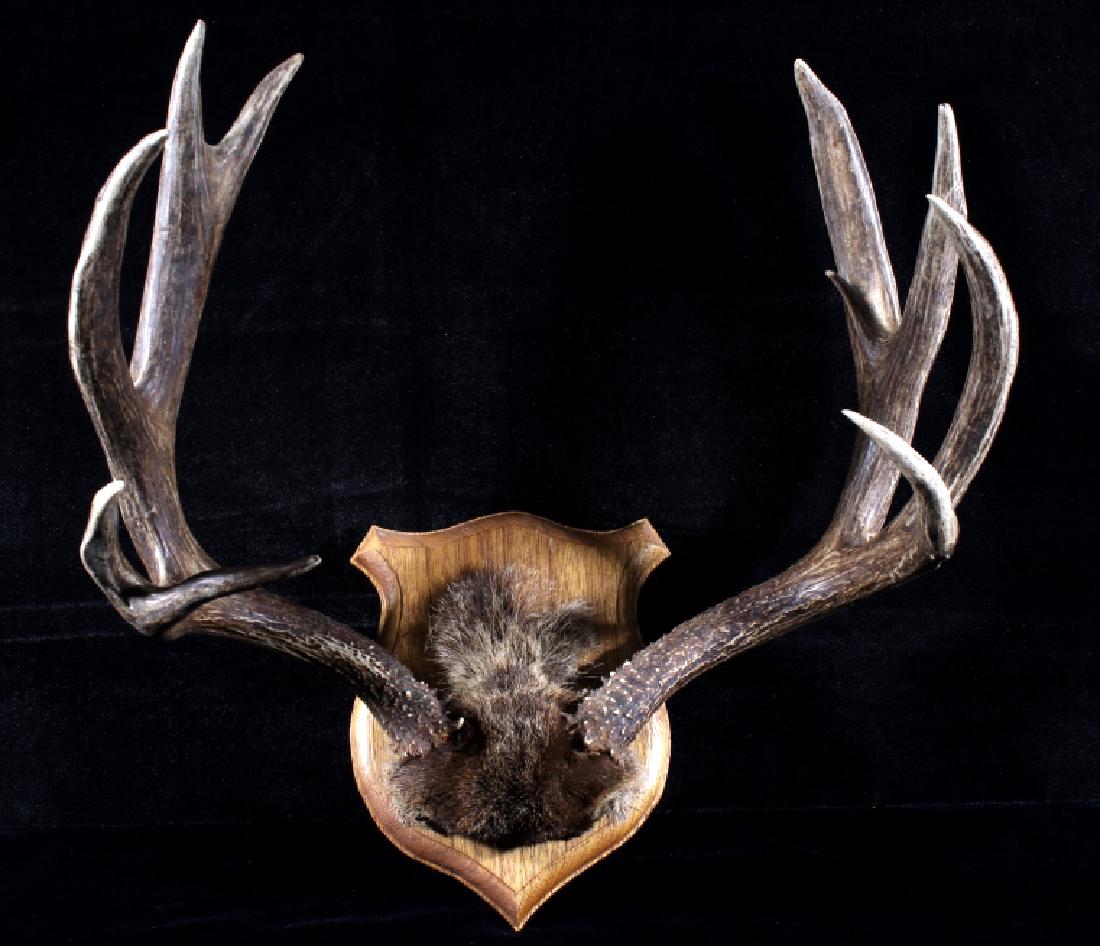 Montana Trophy Deer Antler Wall Mount: Available in this lot we have a Montana taken deer antler trophy wall mount. The piece features a pair of thick 5x5 antlers. The antlers are set with some of the hide and skull remaining and attached