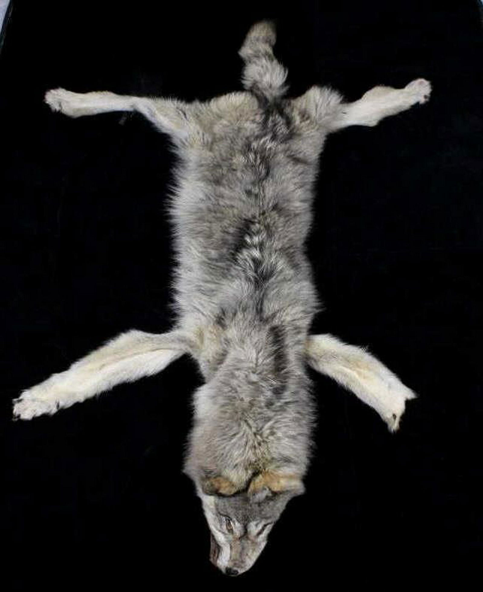 Large Alaska Taken Taxidermy Trophy Wolf Hide: Offered for your bidding pleasure is this Large Alaska Taken Taxidermy Trophy Wolf Hide. This wolf was expertly prepared by a professional taxidermist and shows an excellent color gradient. This hide