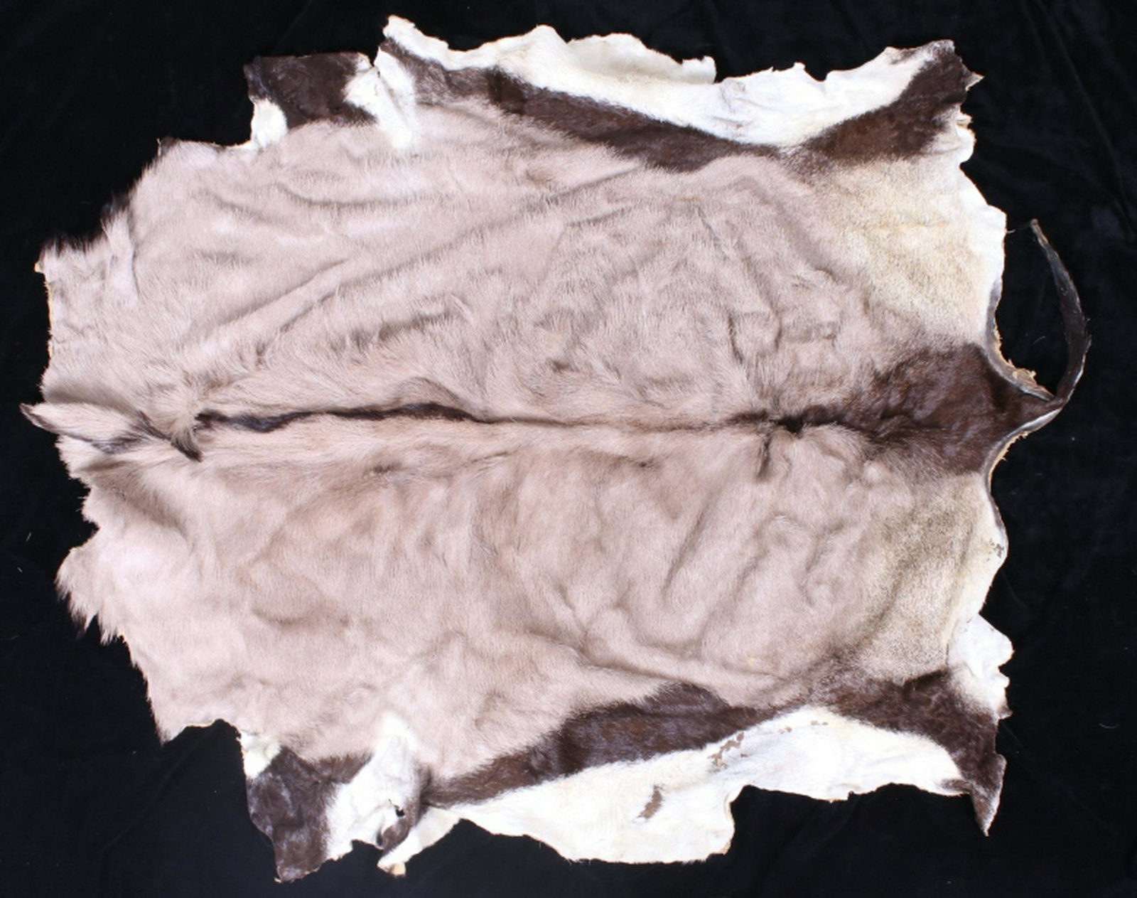 New Mexico Oryx Taxidermy Hide Blanket: For your consideration is this New Mexico Oryx Taxidermy Hide Blanket. Native to the Kalahari Desert, the African oryx, or gemsbok (Oryx gazella), is a large antelope that now lives in southern New Me