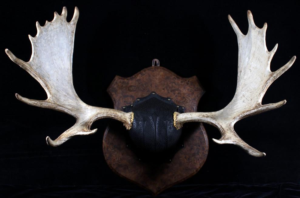 Montana Moose Antler Trophy Wall Mount: Included in this lot we have a Montana taken moose antler trophy wall mount. The mount was professionally prepared by a taxidermist and features a large pair of impressive antlers. The antlers show 11