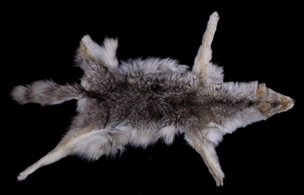 Montana Taxidermy Coyote Fur Pelt: For your bidding pleasure is this Montana taxidermy Coyote fur pelt. This is a beautiful Montana coyote pelt that shows magnificent smoky color with nice thick fur. The face is really well preserved s