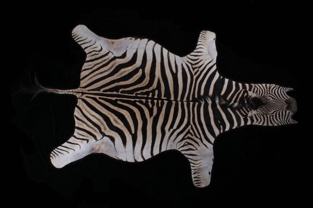 Zebra Full Mount Felted Room Rug: In this lot we have a zebra full mount felted room rug. This hide is mounted onto black linen, that contrasts amazingly with the zebra hide. This hide shows an off white with a brown color gradient. T