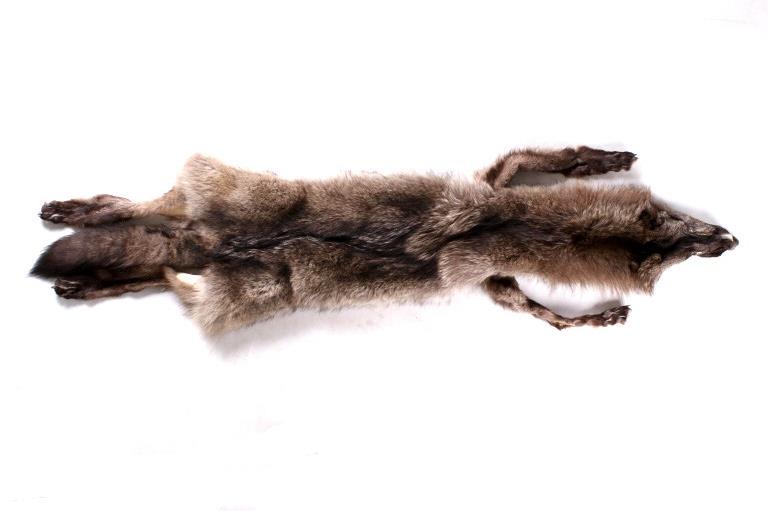 Large Tanned Montana Timber Wolf Hide: For your consideration is this large tanned Montana Timber Wolf hide. This wolf was expertly prepared by a professional taxidermist and shows an excellent color gradient. This hide also features all o