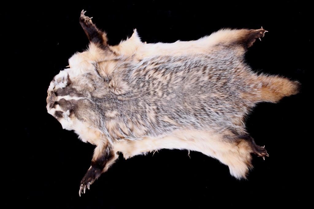 Montana Taxidermy American Badger Hide: For your bidding pleasure is this Montana Taxidermy American Badger Hide. Badgers have rather short, wide bodies, with short legs for digging. They have elongated, weasel-like heads with small ears. T