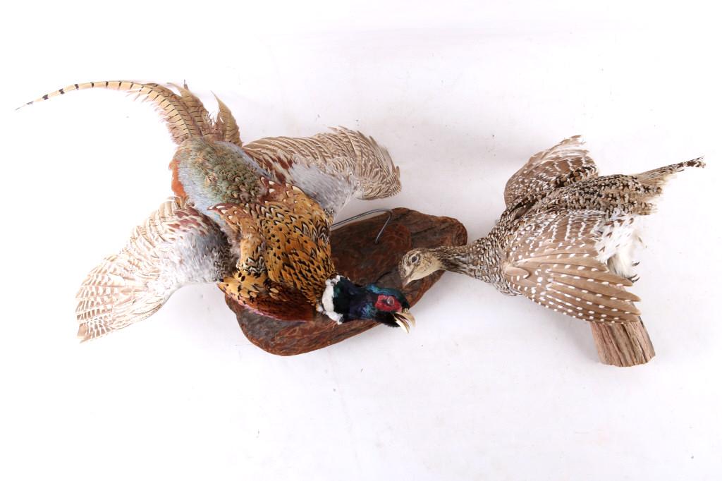 Montana Taxidermy Male & Female Pheasant Mounts: For your consideration are these Montana taken male and female pheasants mounted on a branches. These are the work of professional taxidermists and are in pristine showing condition. Both mounts are w