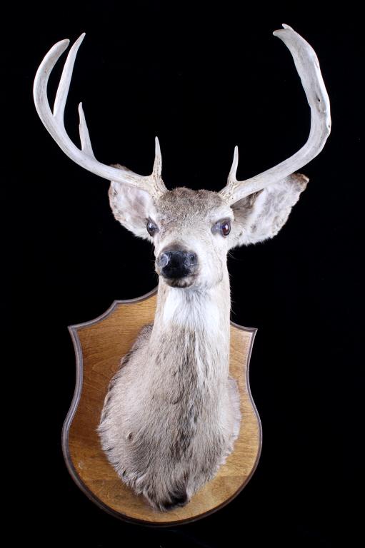 Montana White Tail 4x4 Taxidermy Shoulder Mount: Available in this lot we have a Montana 4x4 white tail deer taxidermy shoulder mount. This white tail mount shows an excellent set of 4x4 antlers with a thick prong on the right side. The fur shows go