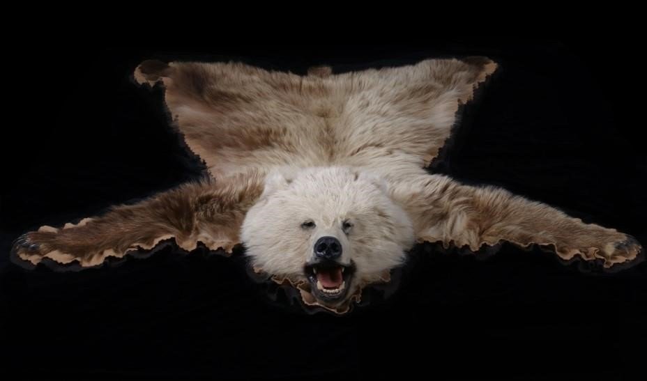 Trophy Alaskan Kodiak Brown Bear Rug: This is an excellent example of a taxidermy Alaskan Kodiak Brown Bear rug with very thick fur, outstanding mouth, nose, and eye detail and massive claws. The rug is 70” nose to tail, 71” across fr