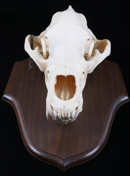 Alaskan Trophy Kodiak Brown Bear Taxidermy Skull: Featured in this lot we have a large Alaskan trophy taxidermy Kodiak brown bear skull. The skull has been professionally prepared by a taxidermist. The skull displays a off-white coloration with a ful