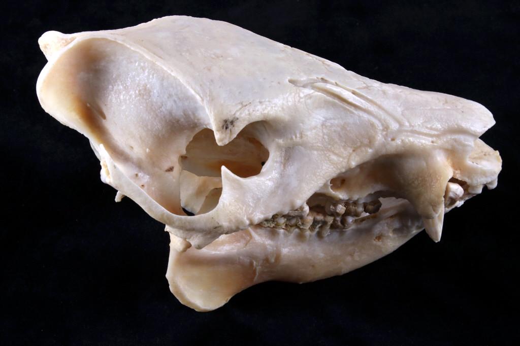 Domestic Pig/ Wild Boar Taxidermy Skull: For your consideration is this domestic pig or wild boar taxidermy skull. The domestic hog, also known as swine, wild boar or feral hog, descended from introductions of Eurasian wild hogs. Pigs are be