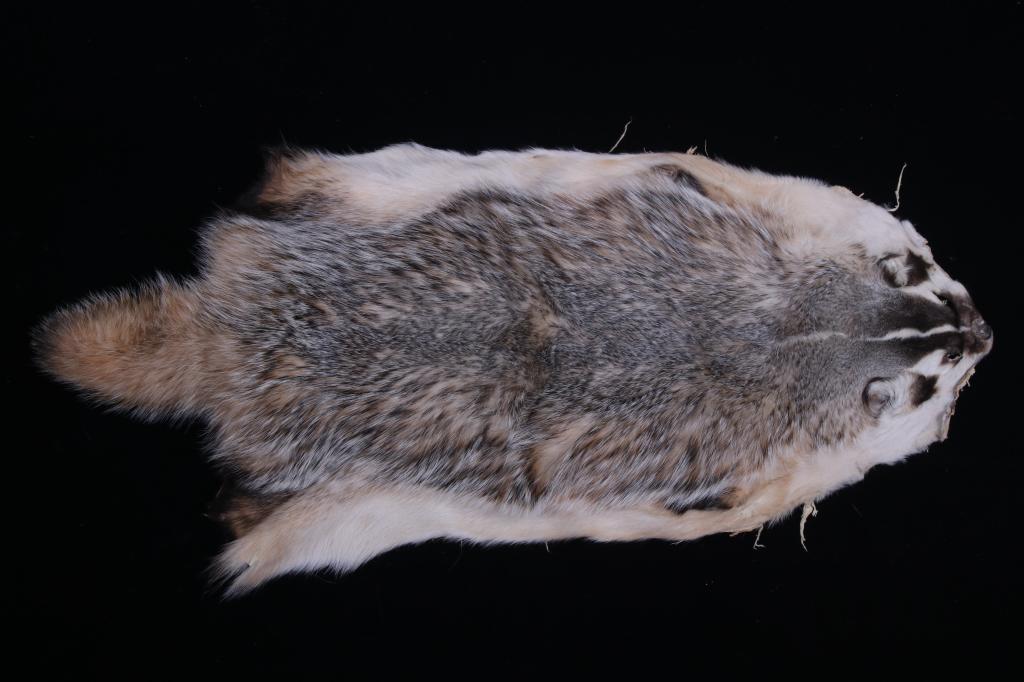 Montana Taxidermy American Badger Hide: For your consideration is this Montana American Badger hide showing professional taxidermy. Badgers have rather short, wide bodies, with short legs for digging. They have elongated, weasel-like heads 