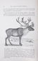 1st Edition The Big Game of North America c. 1890 - 9