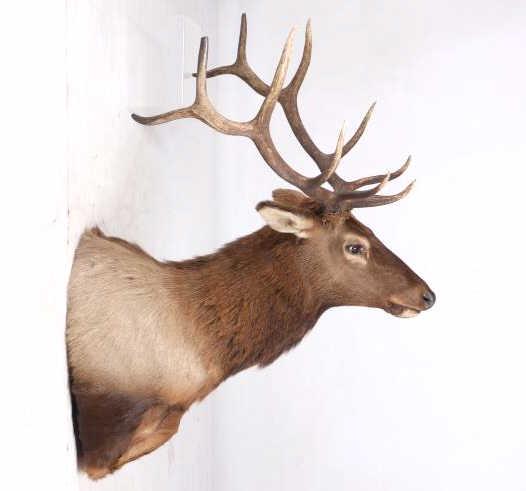 Montana Rocky Mountain 6x6 Elk Shoulder Mount: Included in this lot we have a Montana Rocky Mountain 6x6 trophy elk shoulder mount. The elk was prepared by a professional taxidermist. The elk displays a 5x5 rack, and is in good condition showing g