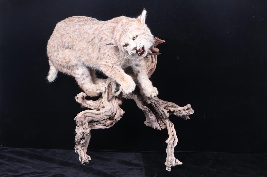 Montana Bobcat Trophy Full Mount on Wood Stand: The lot features a full mounted Bobcat trophy taken in Montana. The taxidermy full mounted piece is displayed on a Montana rustic river drift wood base. The mount shows a bobcat perched on a driftwood