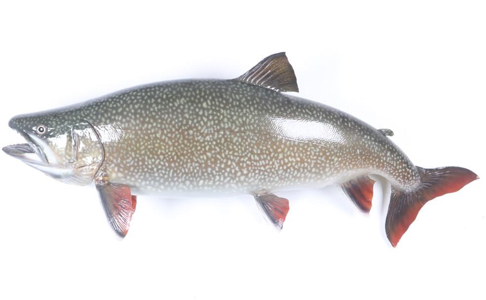 Large Trophy Montana Cutthroat Trout Wall Mount: Available for your bidding pleasure is this Cutthroat Trout Taxidermy Wall Mount. The cutthroat, also known as the black spotted trout, is the state fish of Montana. The taxidermy mount displays a tru