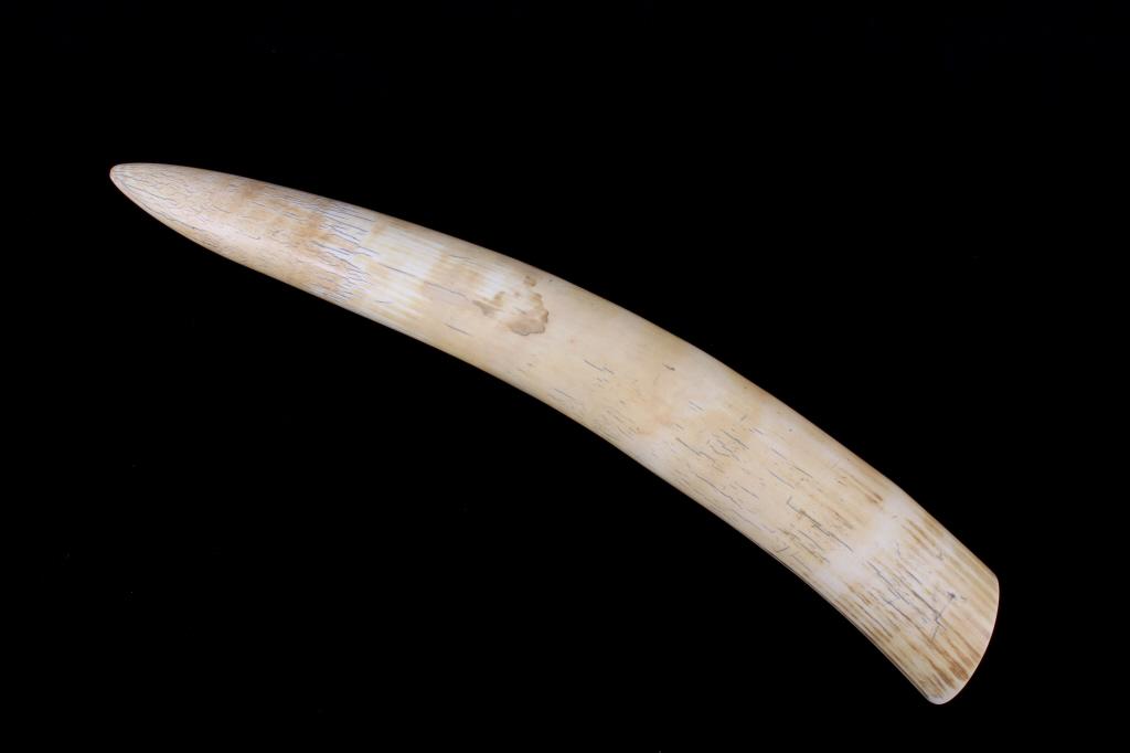 Eskimo / Inuit Polished Walrus Tusk: For your consideration is this Eskimo / Inuit polished walrus tusk bone. Walrus tusk bone comes from two modified upper canines. It is also known as morse. The tusks of a Pacific walrus may attain a l
