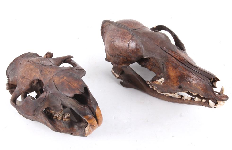 Fossilized Beaver & Coyote Taxidermy Skull: Featured in this lot we have a fossilized taxidermy beaver and coyote skulls. The fossils display a dark brown bone with lighter teeth. The coyote skull displays the top and bottom jaw and displaying 
