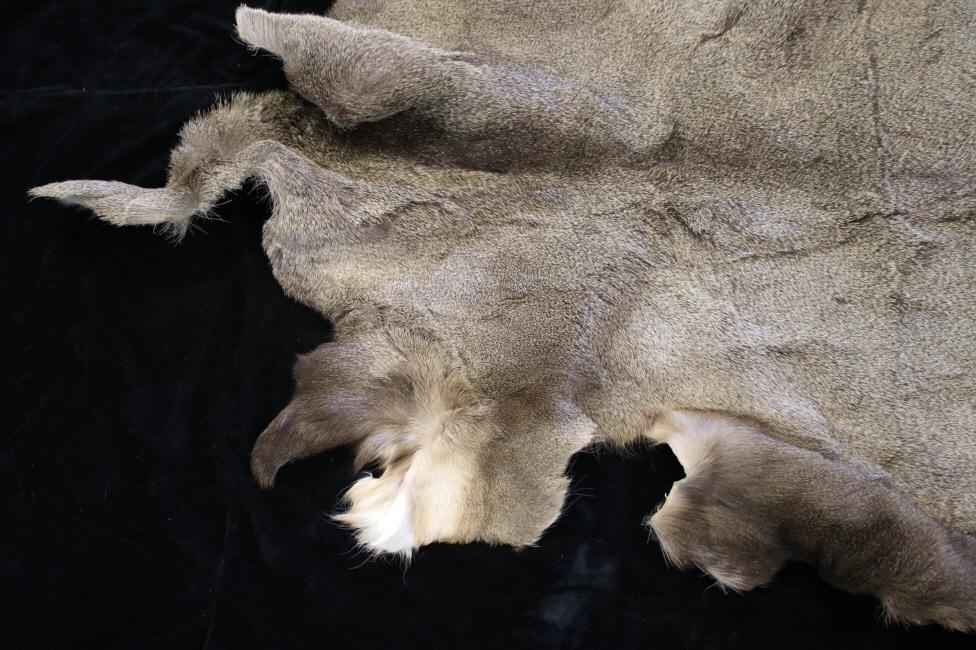 Montana Mule Tanned Deer Hide: For your bidding pleasure is this Montana Whitetail tanned deer hide. This is a Montana-taken Whitetail showing excellent color; it has a distinct rich brown medial ridge on the back, fading to light 