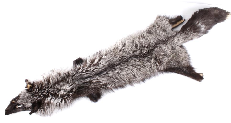Montana Silver Fox Trophy Taxidermy Hide: Featured in this lot is a trophy taxidermy Montana silver fox fur hide. This fox was expertly prepared by a professional taxidermist and shows an excellent color gradient. The silver fox is not its ow