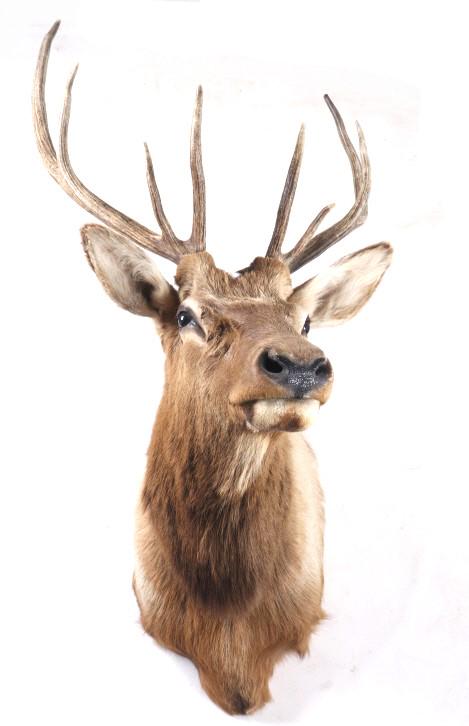 Montana Rocky Mountain 4x4 Elk Shoulder Mount: For your bidding pleasure is this Montana Rocky Mountain 4x4 Elk Shoulder Mount. The elk was prepared by a professional taxidermist. The elk displays a 4x4 rack and is in good condition, showing good 