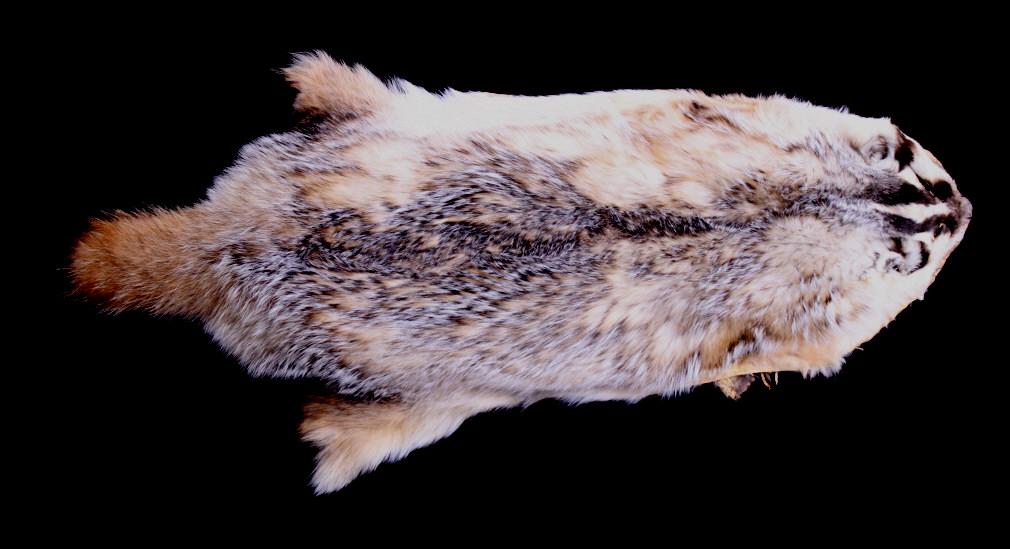 Montana Taxidermy American Badger Hide: Featured in this lot is this Montana Taxidermy American Badger Hide. Badgers have rather short, wide bodies with short legs for digging. They have elongated, weasel-like heads with small ears. This ba