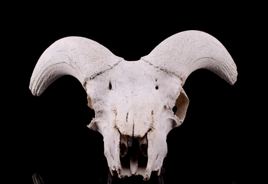 Alaskan Dall Sheep Professional Taxidermy Skull: Featured in this lot is this Alaskan Dall sheep professional taxidermy skull. The skull shows bone white coloration and dried out ram horns. Dall sheep (Ovis dalli) are one of two species of all-white