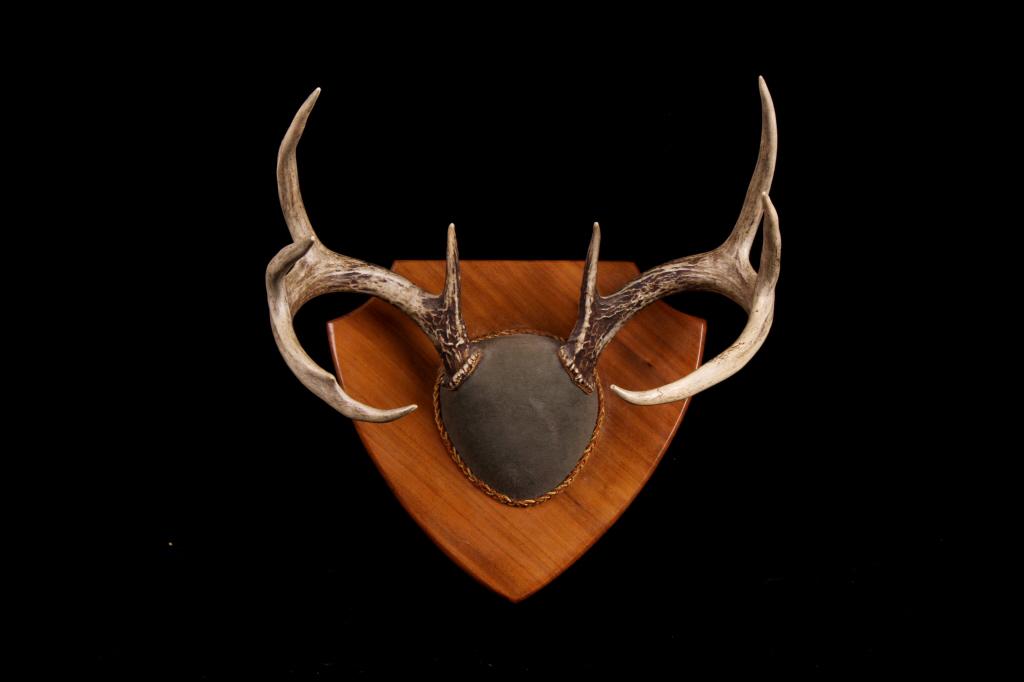 Montana Trophy Whitetail Antler Wall Mount (1 of 10)