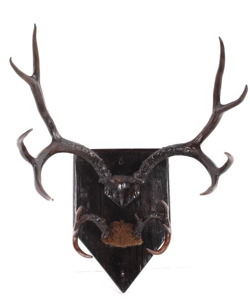 Montana 4x4 White Tail Deer Shield Mount Pair: Featured in this lot is this Montana taken 4x4 white tail deer shield mount pair or Hat/ Gun rack. These deer was taken in North Dakota. These antlers have been professionally prepared and preserved a